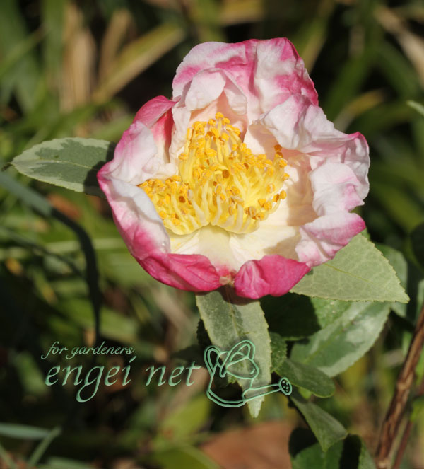 サザンカ:翁衣(オキナゴロモ)3号ポット