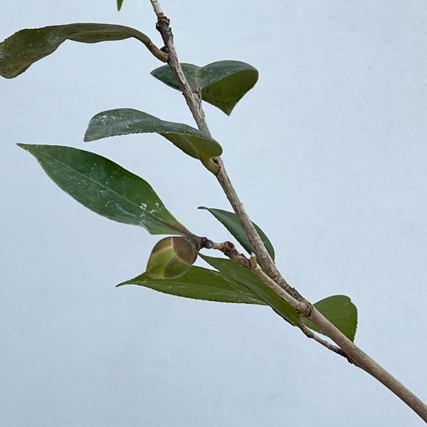 ツバキ（椿）：黄の御前 3号ポット