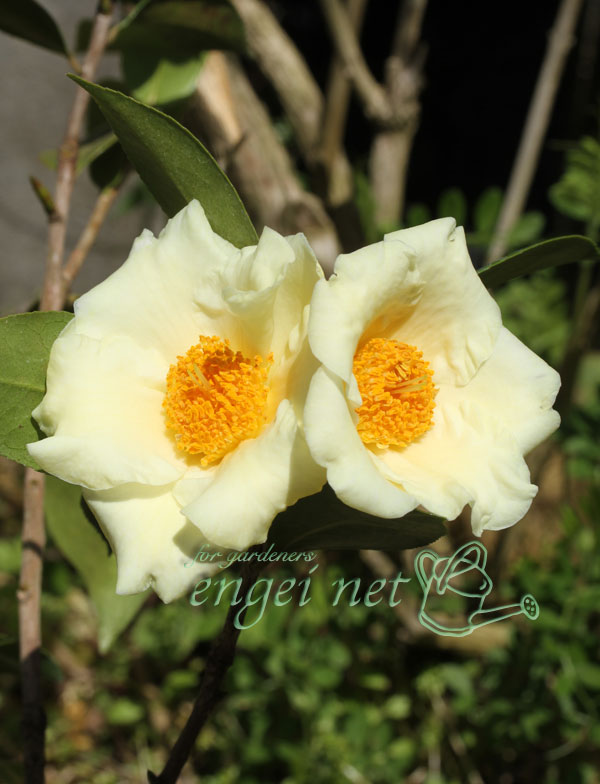 ツバキ（椿）：黄の御前 3号ポット