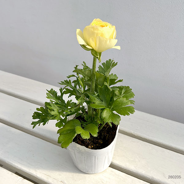 ラナンキュラス：マシェ・レモンローズバイカラー3.5号ポット