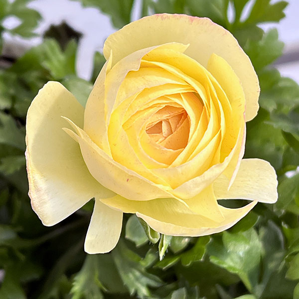 ラナンキュラス：マシェ・レモンローズバイカラー3.5号ポット