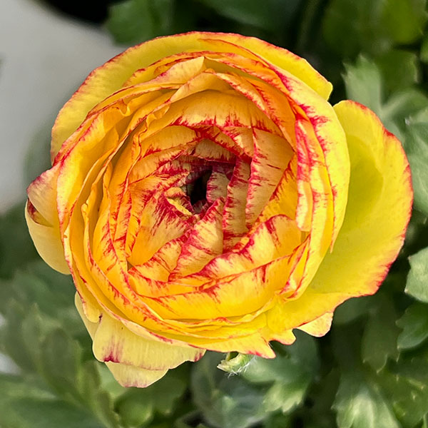 ラナンキュラス：マシェ・レモンローズバイカラー3.5号ポット