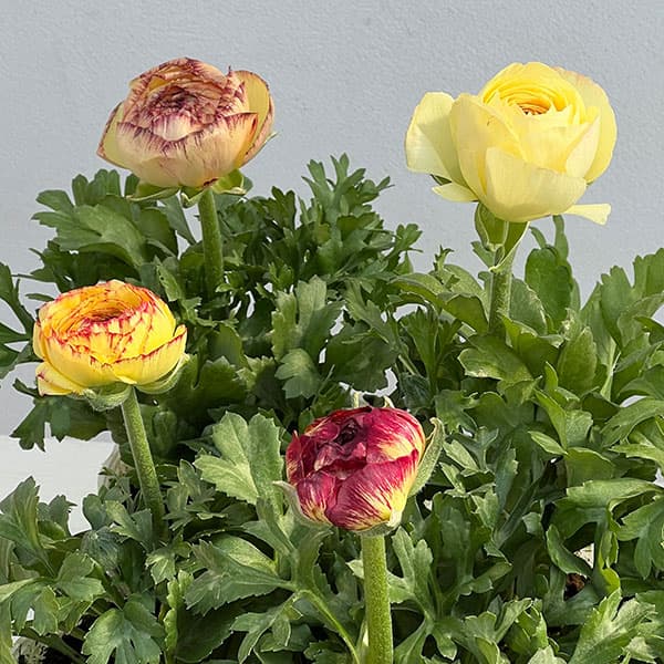 ラナンキュラス：マシェ・レモンローズバイカラー3.5号ポット