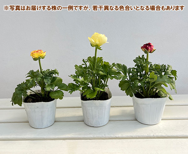 ラナンキュラス：マシェ・レモンローズバイカラー3.5号ポット
