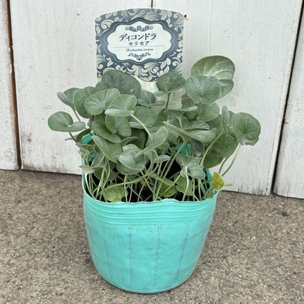 ダイコンドラ：セリセア3号ポット