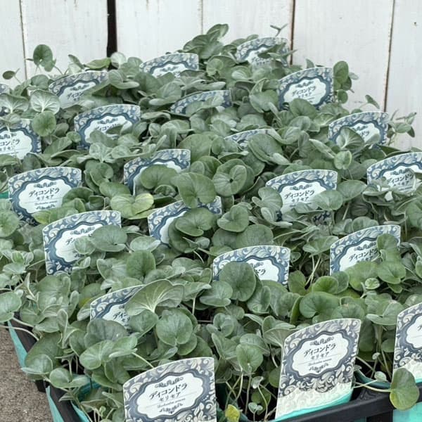 ダイコンドラ：セリセア3号ポット