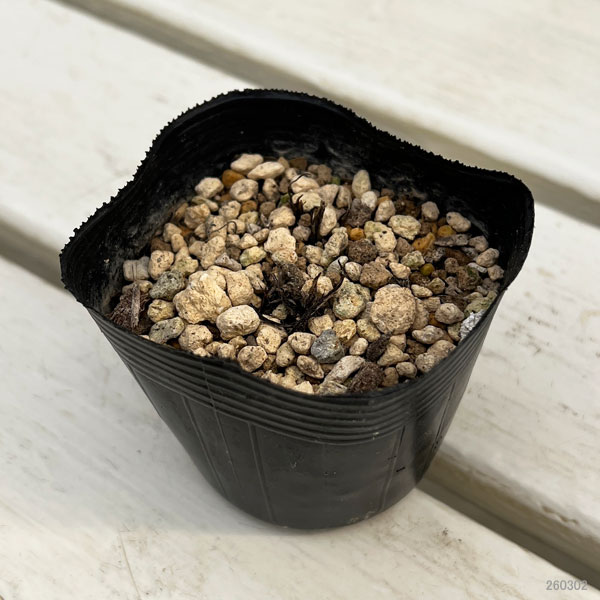 アッツザクラ（ロドヒポキシス）：桃八重ルビーの輝き 2.5-3号ポット