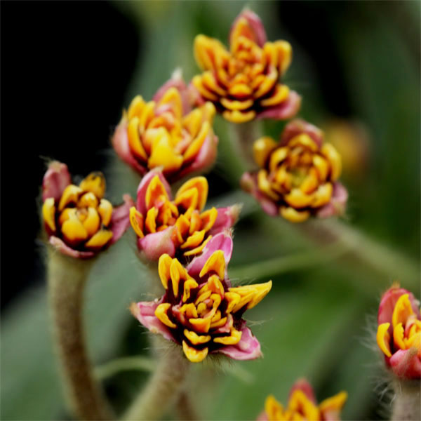 アッツザクラ（ロドヒポキシス）：桃八重ルビーの輝き 2.5-3号ポット