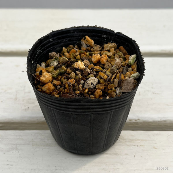 アッツザクラ（ロドヒポキシス）：バラ咲2.5号ポット