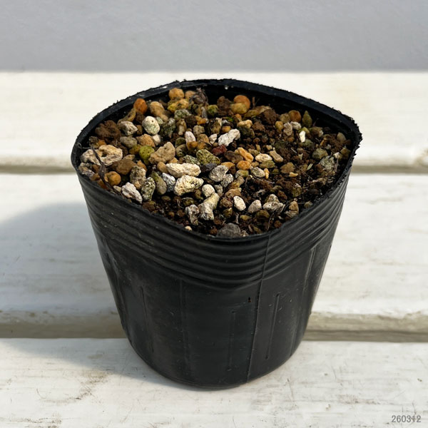 アッツザクラ(ロドヒポキシス):赤花ヒメ2.5号ポット