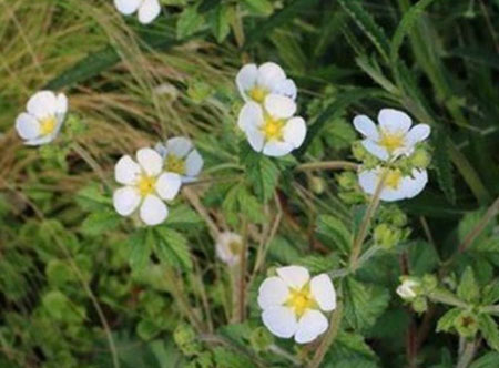 ポテンティラ：レクタ アルバ3号ポット