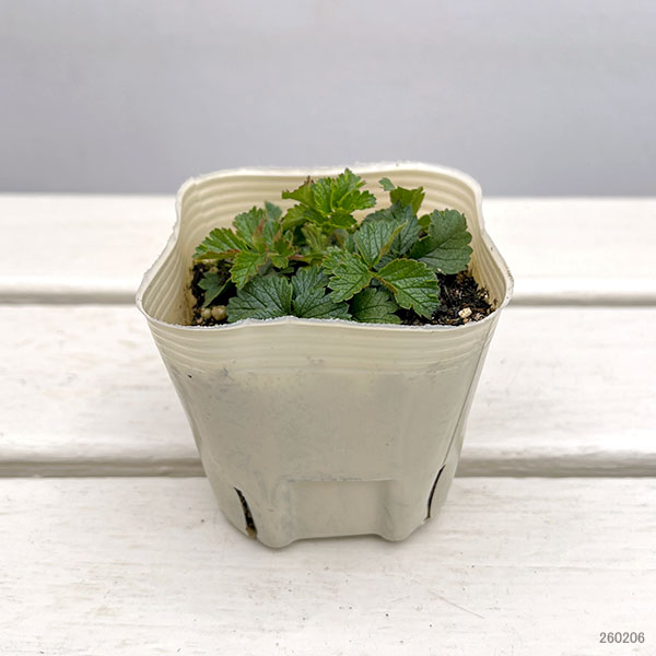 ポテンティラ：レクタ アルバ3号ポット