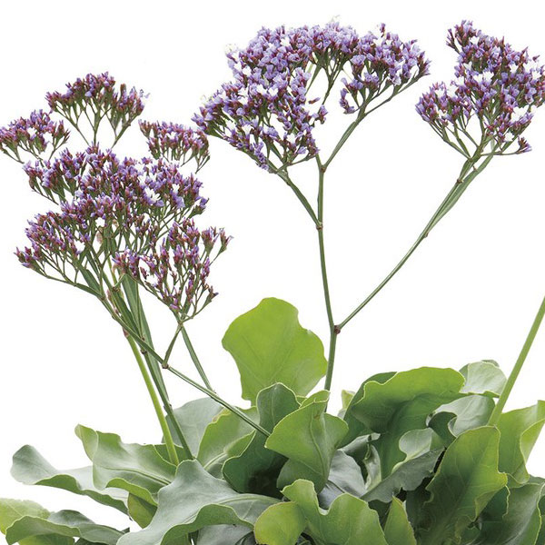 スターチス（リモニューム）：インディー3号ポット