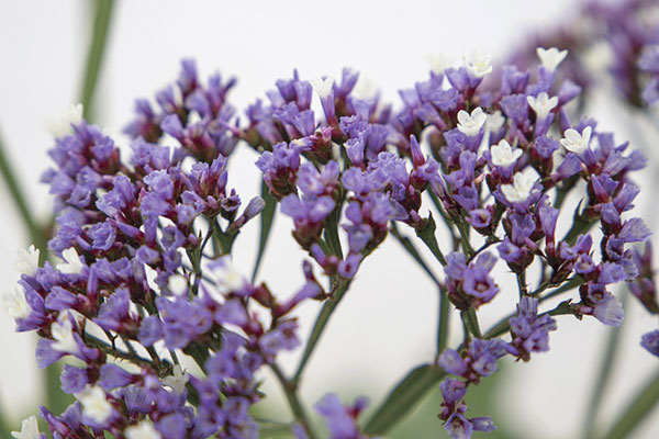 スターチス（リモニューム）：インディー3号ポット