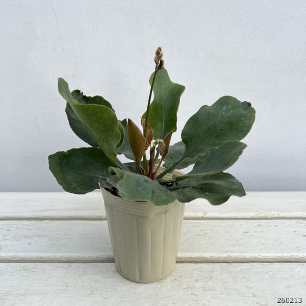 スターチス(リモニューム):インディー3号ポット