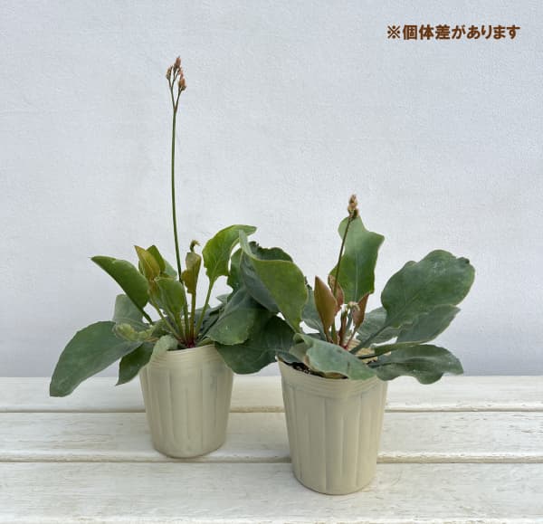 スターチス(リモニューム):インディー3号ポット