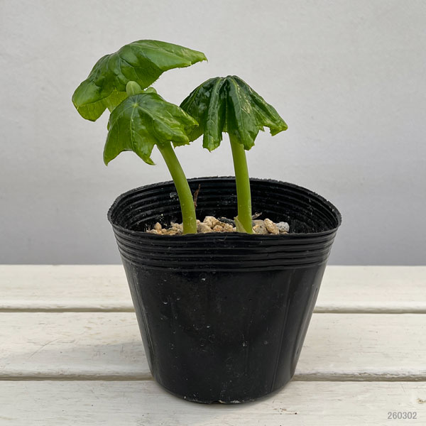 ハッカクレン：白花 3-4号ポット