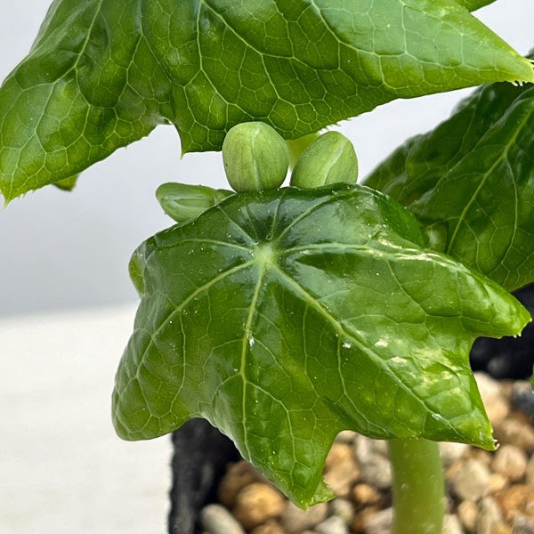 ハッカクレン：白花 3-4号ポット