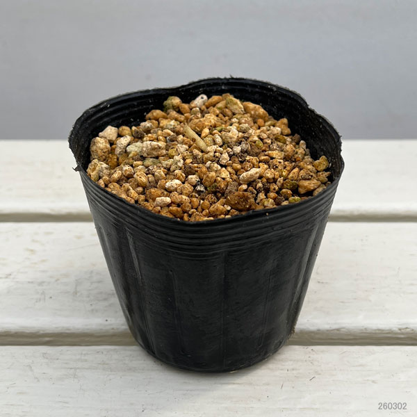 ハッカクレン：コウセイハッカクレン（広西八角蓮）3-4号ポット