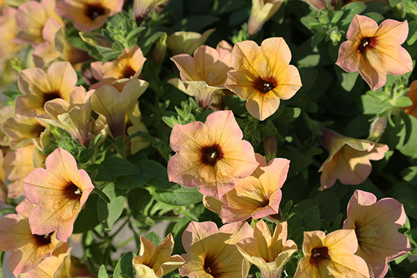 [26年3月中下旬予約]ペチュニア：サフィニアアートコーラルチーク3号ポット (R)