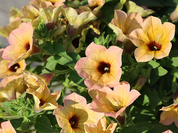 [26年3月中下旬予約]ペチュニア：サフィニアアートコーラルチーク3号ポット (R)