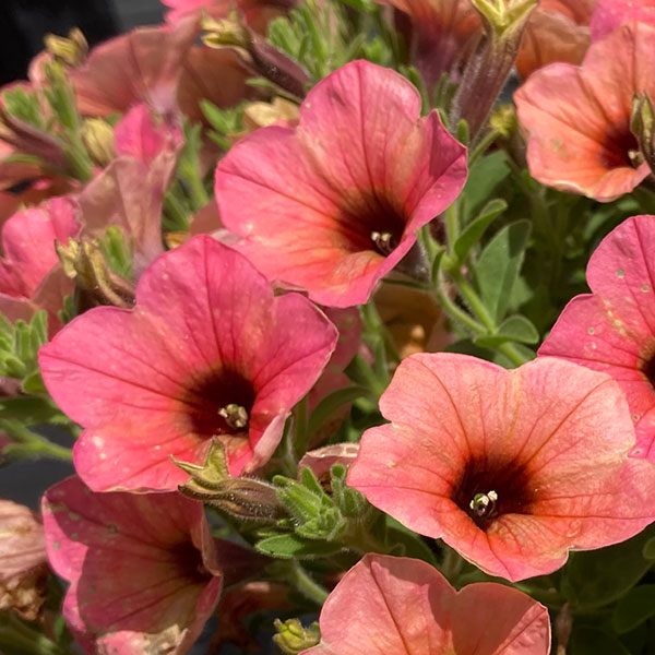 [26年3月中下旬予約]ペチュニア：サフィニアアートコーラルチーク3号ポット (R)