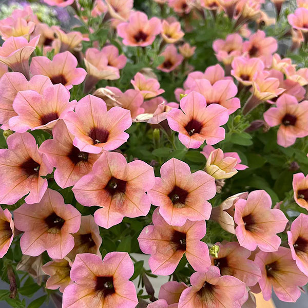 [26年3月中下旬予約]ペチュニア：サフィニアアートコーラルチーク3号ポット (R)