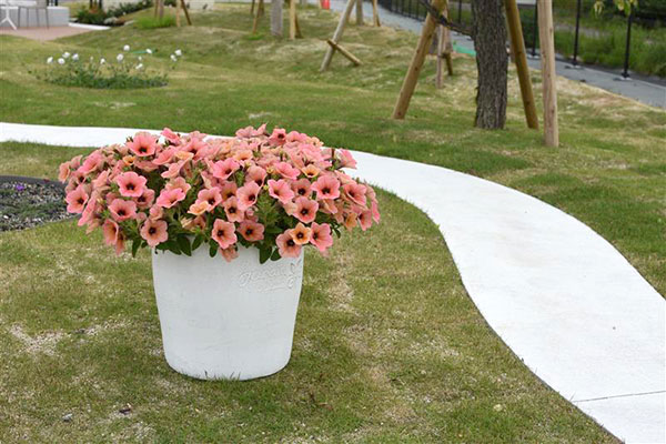 [26年3月中下旬予約]ペチュニア：サフィニアアートコーラルチーク3号ポット (R)