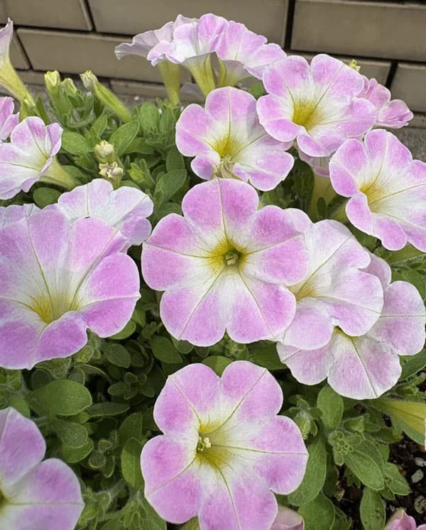 [26年3月中下旬予約]ペチュニア：サフィニアアートさくらこ3号ポット (R)