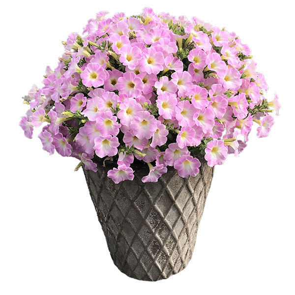 [26年3月中下旬予約]ペチュニア：サフィニアアートさくらこ3号ポット (R)