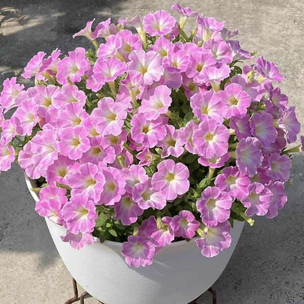 [26年3月中下旬予約]ペチュニア：サフィニアアートさくらこ3号ポット (R)