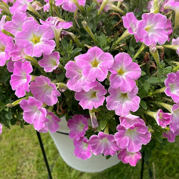 [26年3月中下旬予約]ペチュニア：サフィニアアートさくらこ3号ポット (R)