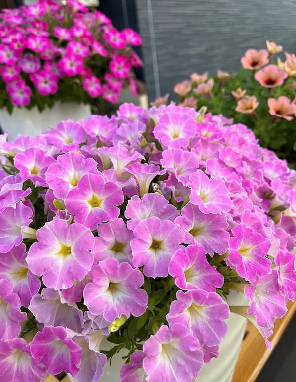 [26年3月中下旬予約]ペチュニア：サフィニアアートさくらこ3号ポット (R)