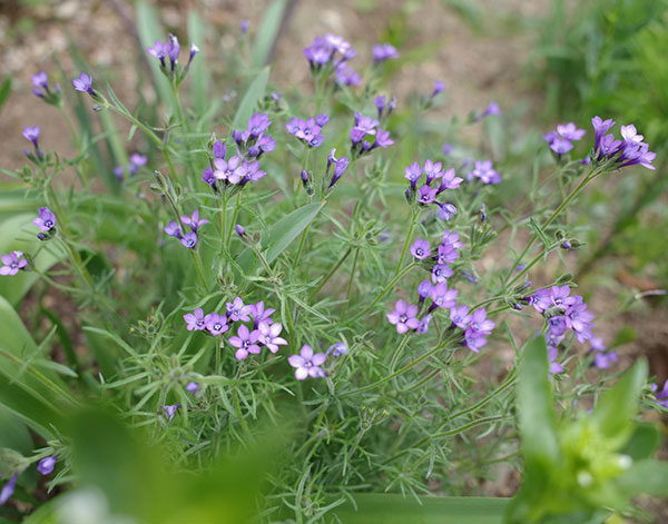 ギリア:ネビニー(ネヴィニ)3号ポット