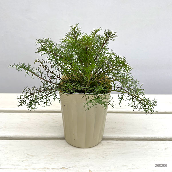 ギリア：ネビニー（ネヴィニ）3号ポット