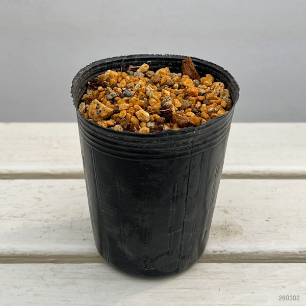 ハッカクレン：アメリカハッカクレン 3-4号ポット