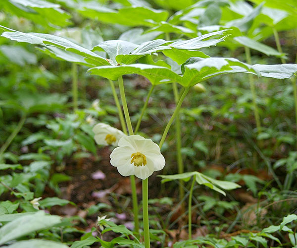 ハッカクレン：アメリカハッカクレン 3-4号ポット