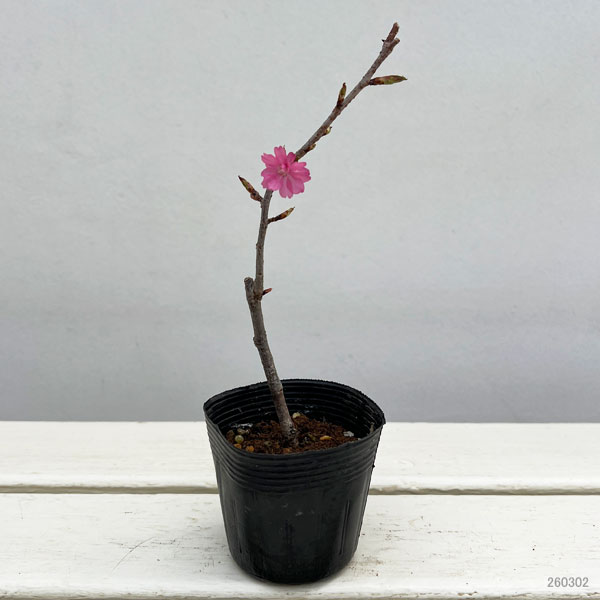 フジザクラ：美桜の舞（みおうのまい）2.5号ポット