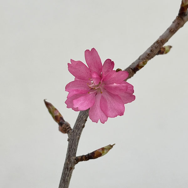 フジザクラ：美桜の舞（みおうのまい）2.5号ポット