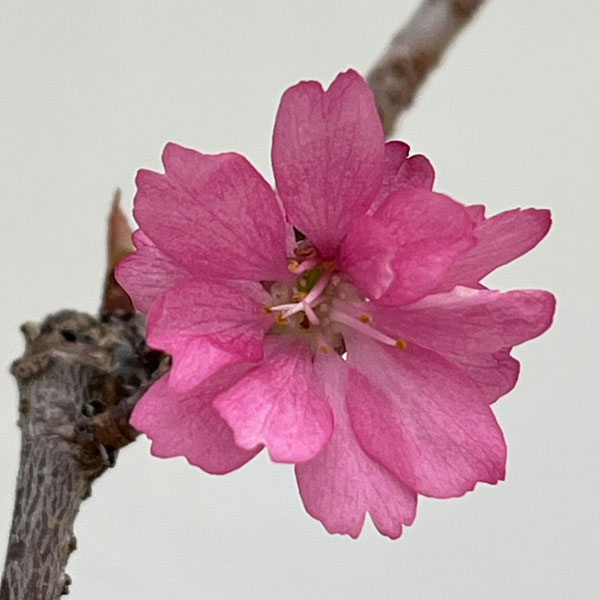 フジザクラ：美桜の舞（みおうのまい）2.5号ポット