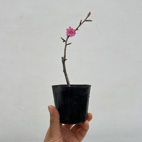 フジザクラ：美桜の舞（みおうのまい）2.5号ポット