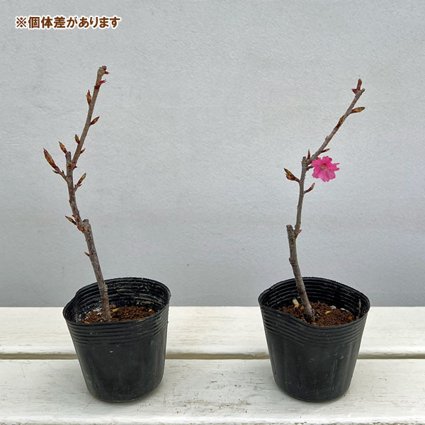 フジザクラ：美桜の舞（みおうのまい）2.5号ポット