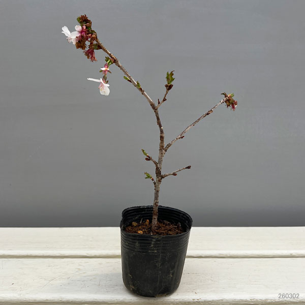 桜：信濃寒桜（シナノカンザクラ）2.5号ポット