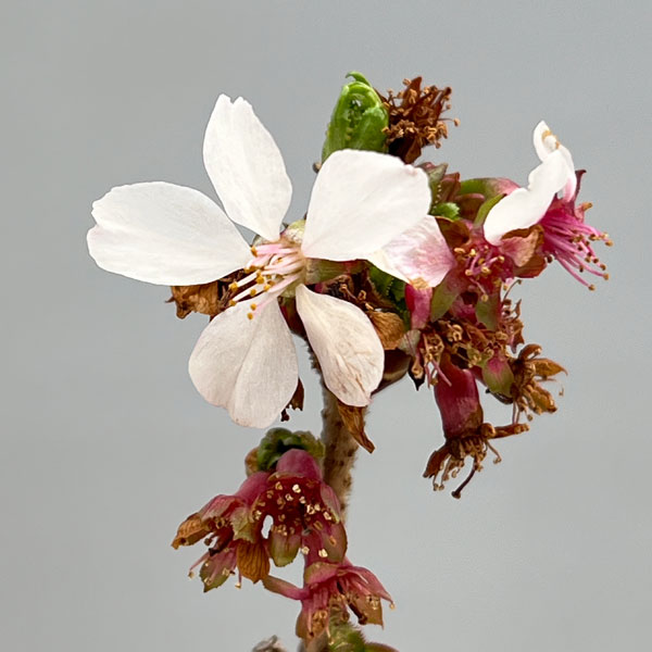 桜：信濃寒桜（シナノカンザクラ）2.5号ポット