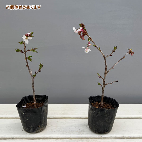 桜：信濃寒桜（シナノカンザクラ）2.5号ポット