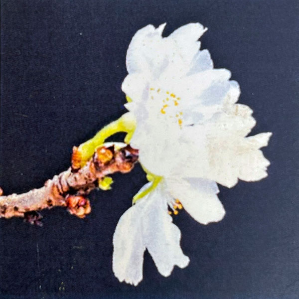 桜：信濃寒桜（シナノカンザクラ）2.5号ポット