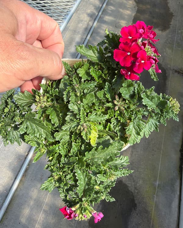 バーベナ：エンプレス　バーガンディ3.5号ポット