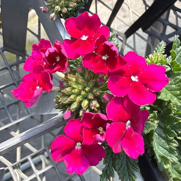 バーベナ：エンプレス　バーガンディ3.5号ポット