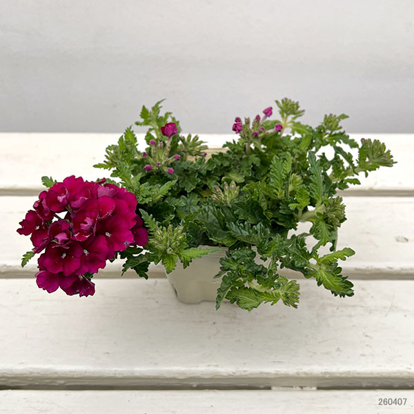 バーベナ：エンプレス　バーガンディ3.5号ポット