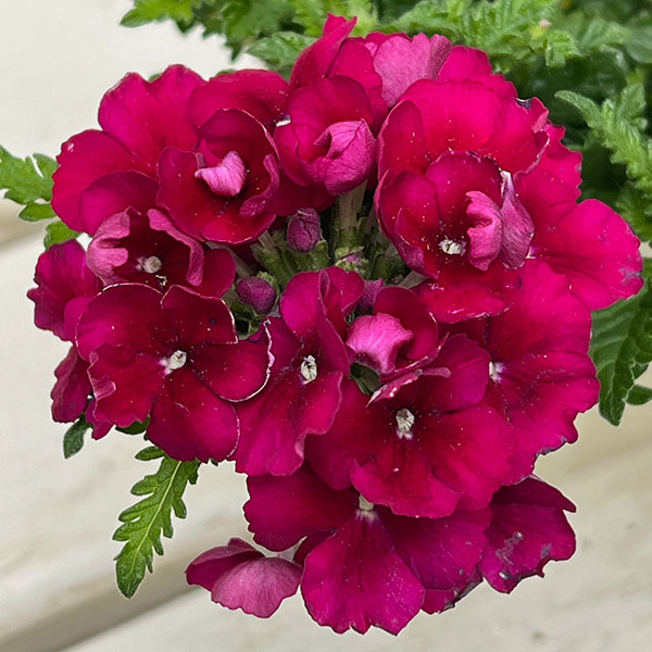 バーベナ：エンプレス　バーガンディ3.5号ポット